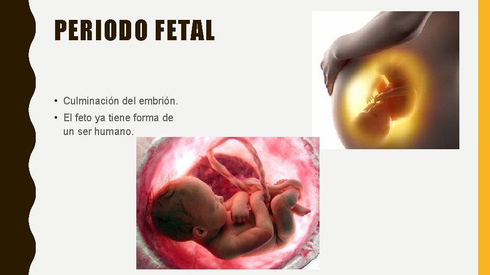 PERIODO FETAL • Culminación del embrión. • El feto ya tiene forma de un