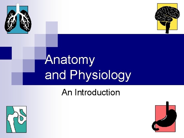 Anatomy and Physiology An Introduction 