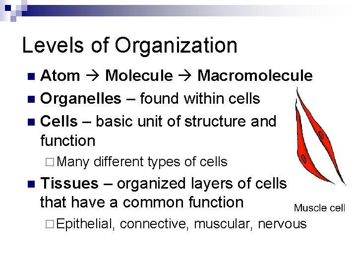 Levels of Organization Atom Molecule Macromolecule n Organelles – found within cells n Cells