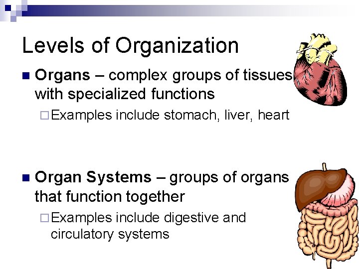 Levels of Organization n Organs – complex groups of tissues with specialized functions ¨