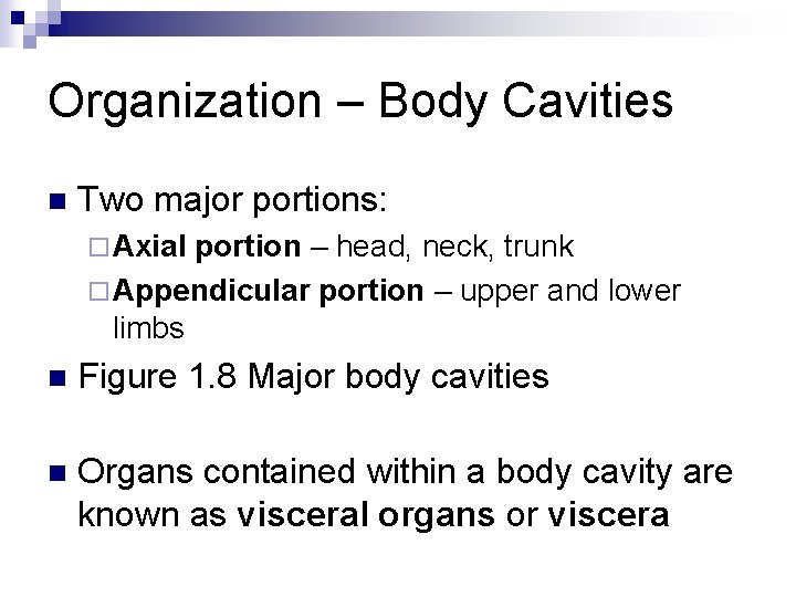 Organization – Body Cavities n Two major portions: ¨ Axial portion – head, neck,