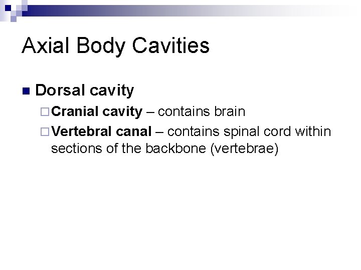 Axial Body Cavities n Dorsal cavity ¨ Cranial cavity – contains brain ¨ Vertebral