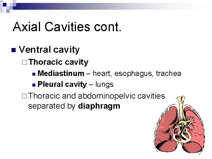 Axial Cavities cont. n Ventral cavity ¨ Thoracic cavity n Mediastinum – heart, esophagus,