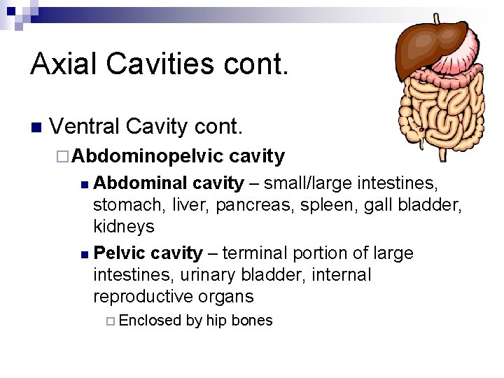 Axial Cavities cont. n Ventral Cavity cont. ¨ Abdominopelvic cavity n Abdominal cavity –
