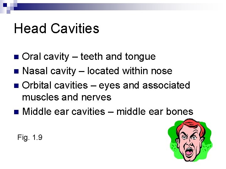 Head Cavities Oral cavity – teeth and tongue n Nasal cavity – located within