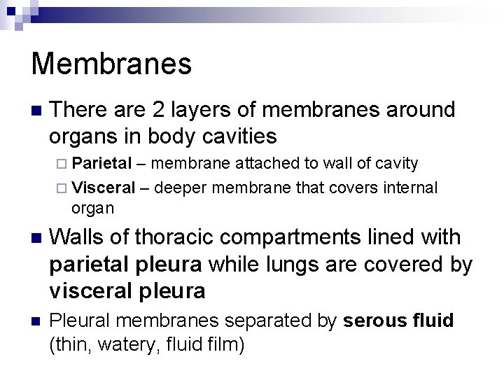 Membranes n There are 2 layers of membranes around organs in body cavities ¨