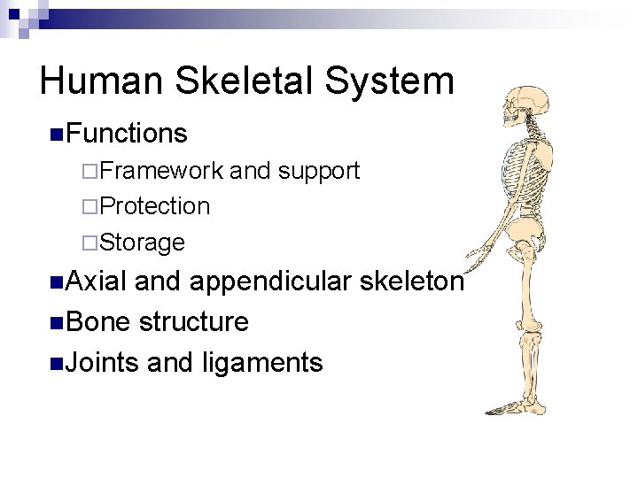 Human Skeletal System n. Functions ¨Framework and support ¨Protection ¨Storage n. Axial and appendicular