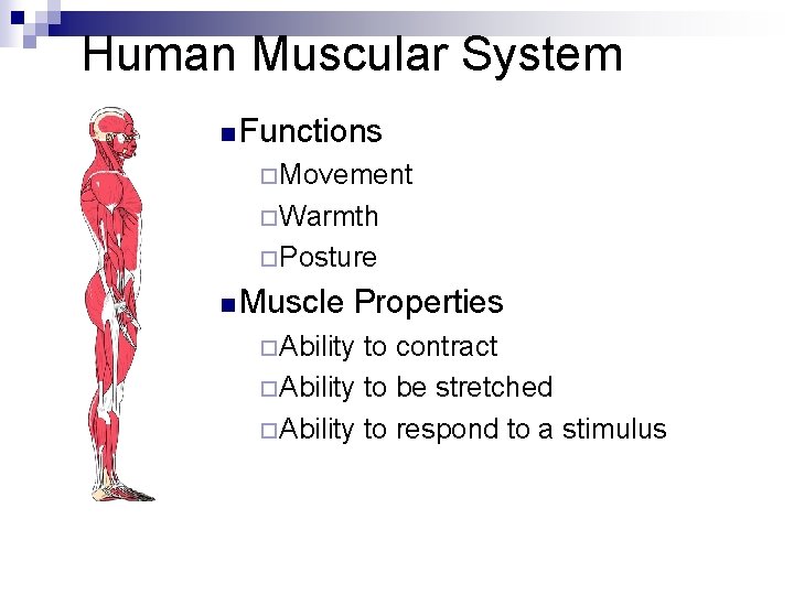 Human Muscular System n Functions ¨ Movement ¨ Warmth ¨ Posture n Muscle Properties
