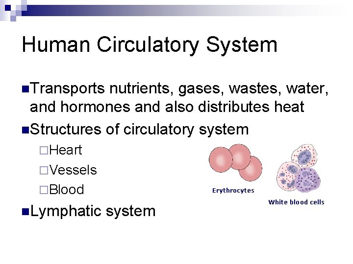 Human Circulatory System n. Transports nutrients, gases, wastes, water, and hormones and also distributes