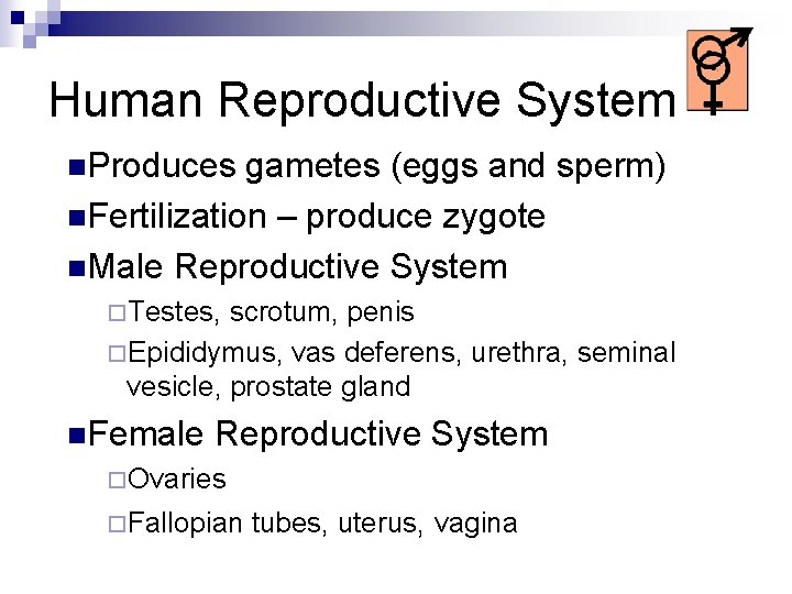 Human Reproductive System n. Produces gametes (eggs and sperm) n. Fertilization – produce zygote