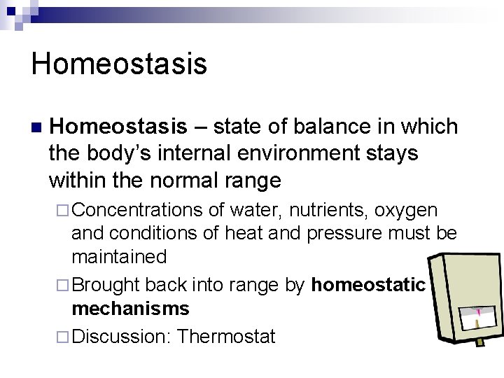 Homeostasis n Homeostasis – state of balance in which the body’s internal environment stays