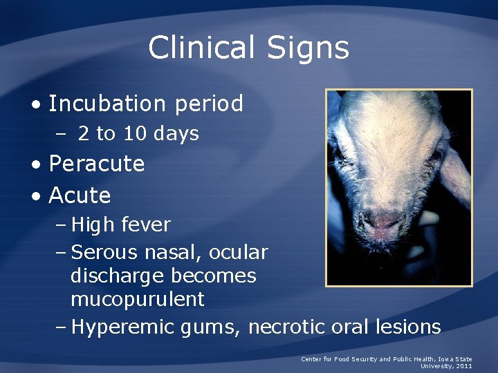 Clinical Signs • Incubation period – 2 to 10 days • Peracute • Acute