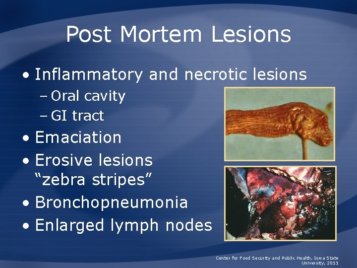 Post Mortem Lesions • Inflammatory and necrotic lesions – Oral cavity – GI tract