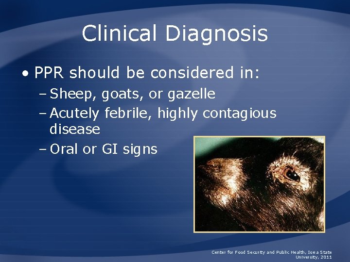 Clinical Diagnosis • PPR should be considered in: – Sheep, goats, or gazelle –