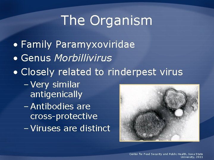 The Organism • Family Paramyxoviridae • Genus Morbillivirus • Closely related to rinderpest virus