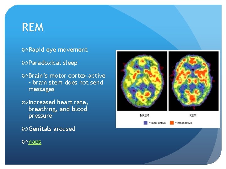 REM Rapid eye movement Paradoxical sleep Brain’s motor cortex active – brain stem does