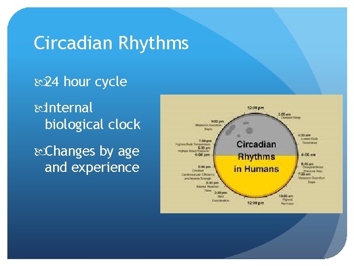 Circadian Rhythms 24 hour cycle Internal biological clock Changes by age and experience 