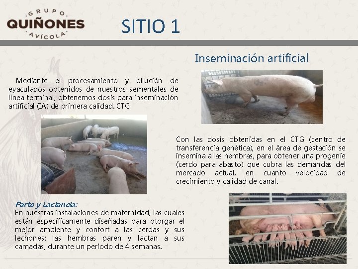 SITIO 1 Inseminación artificial Mediante el procesamiento y dilución de eyaculados obtenidos de nuestros