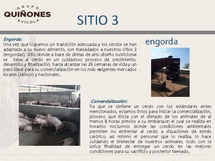 SITIO 3 Engorda: Una vez que logramos un transición adecuada y los cerdos se