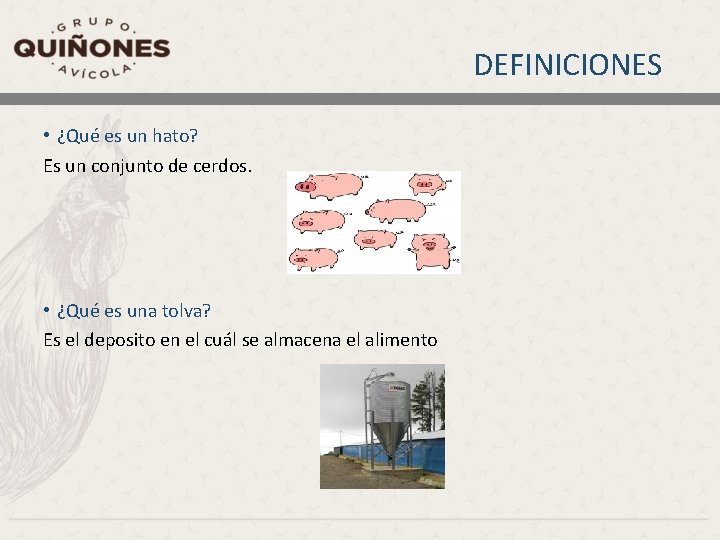 DEFINICIONES • ¿Qué es un hato? Es un conjunto de cerdos. • ¿Qué es