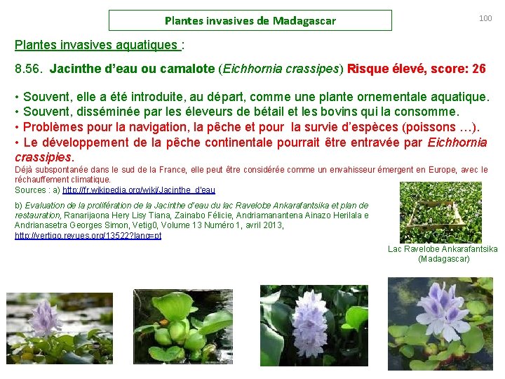 Plantes invasives de Madagascar 100 Plantes invasives aquatiques : 8. 56. Jacinthe d’eau ou