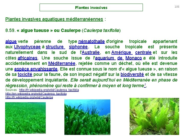 Plantes invasives 105 Plantes invasives aquatiques méditerranéennes : 8. 59. « algue tueuse »