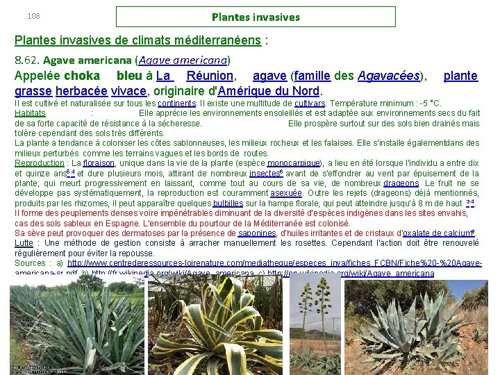 108 Plantes invasives de climats méditerranéens : 8. 62. Agave americana (Agave americana) Appelée