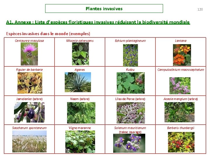 Plantes invasives 120 A 1. Annexe : Liste d’espèces floristiques invasives réduisant la biodiversité