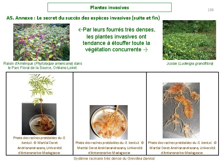 Plantes invasives 133 A 5. Annexe : Le secret du succès des espèces invasives