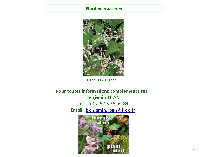 Plantes invasives Renouée du Japon Pour toutes informations complémentaires : Benjamin LISAN Tel :