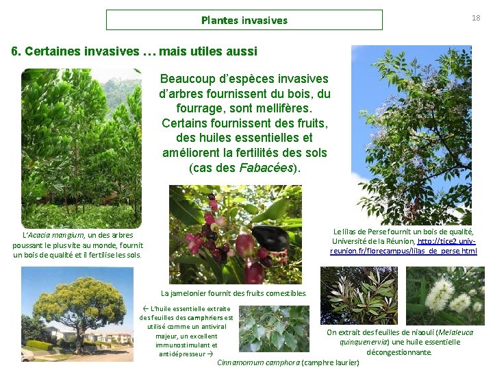 Plantes invasives 18 6. Certaines invasives … mais utiles aussi Beaucoup d’espèces invasives d’arbres