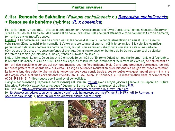 Plantes invasives 23 8. 1 ter. Renouée de Sakhaline (Fallopia sachalinensis ou Reynoutria sachalinensis)