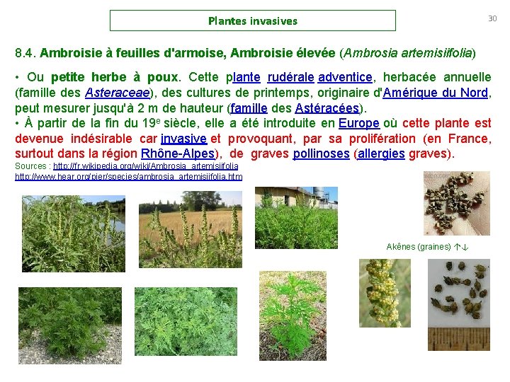 Plantes invasives 30 8. 4. Ambroisie à feuilles d'armoise, Ambroisie élevée (Ambrosia artemisiifolia) •