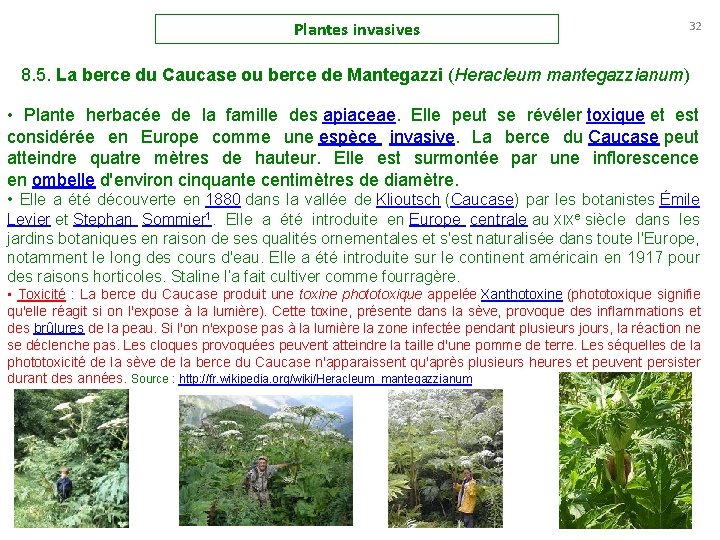 Plantes invasives 32 8. 5. La berce du Caucase ou berce de Mantegazzi (Heracleum