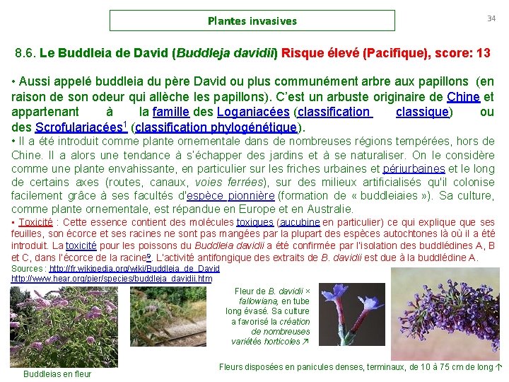 Plantes invasives 34 8. 6. Le Buddleia de David (Buddleja davidii) Risque élevé (Pacifique),