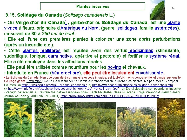 Plantes invasives 44 8. 15. Solidage du Canada (Solidago canadensis L. ) • Ou