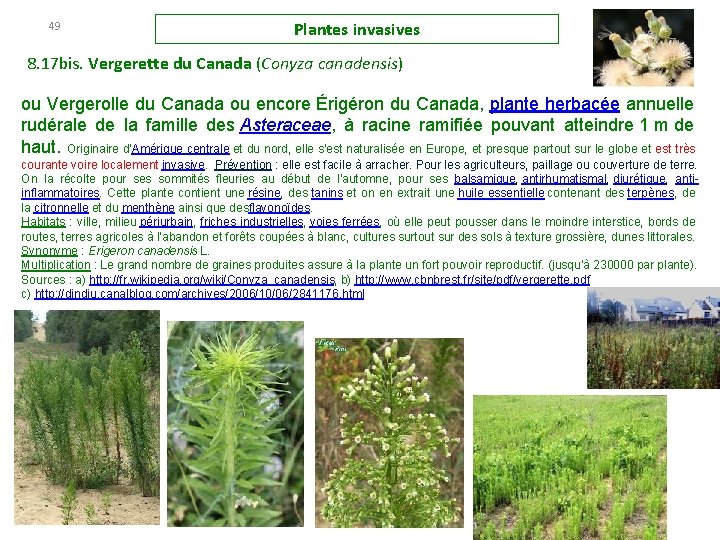 49 Plantes invasives 8. 17 bis. Vergerette du Canada (Conyza canadensis) ou Vergerolle du