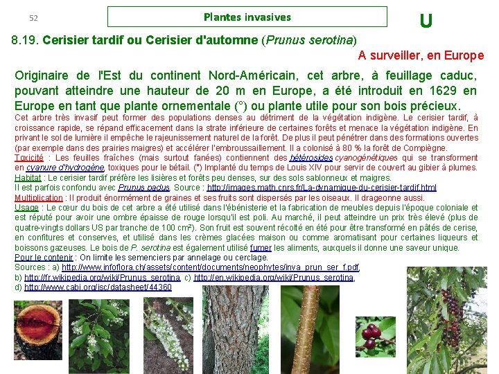 52 Plantes invasives U 8. 19. Cerisier tardif ou Cerisier d'automne (Prunus serotina) A