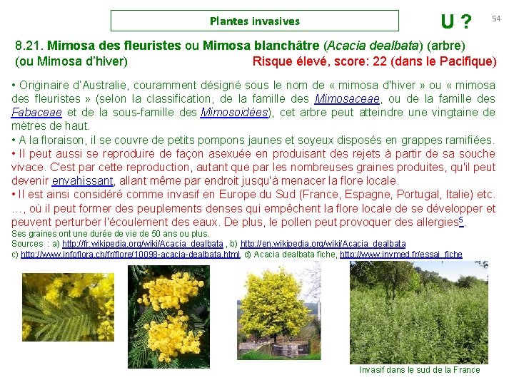 Plantes invasives U? 54 8. 21. Mimosa des fleuristes ou Mimosa blanchâtre (Acacia dealbata)