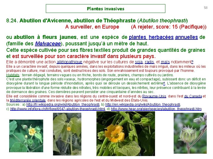 Plantes invasives 58 8. 24. Abutilon d'Avicenne, abutilon de Théophraste (Abutilon theophrasti) A surveiller,