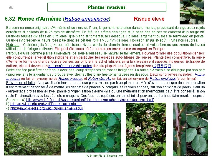 68 Plantes invasives 8. 32. Ronce d'Arménie (Rubus armeniacus) Risque élevé Buisson ou ronce