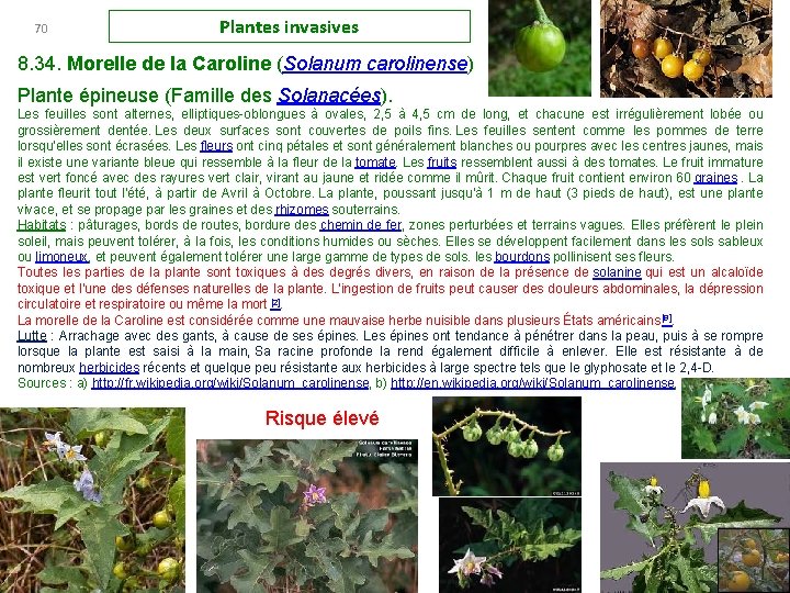 70 Plantes invasives 8. 34. Morelle de la Caroline (Solanum carolinense) Plante épineuse (Famille