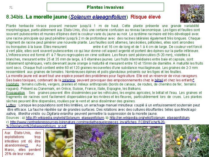 71 Plantes invasives 8. 34 bis. La morelle jaune (Solanum elaeagnifolium) Risque élevé Plante