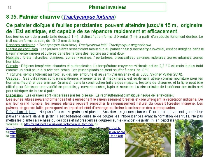 72 Plantes invasives 8. 35. Palmier chanvre (Trachycarpus fortunei) Ce palmier dioïque à feuilles