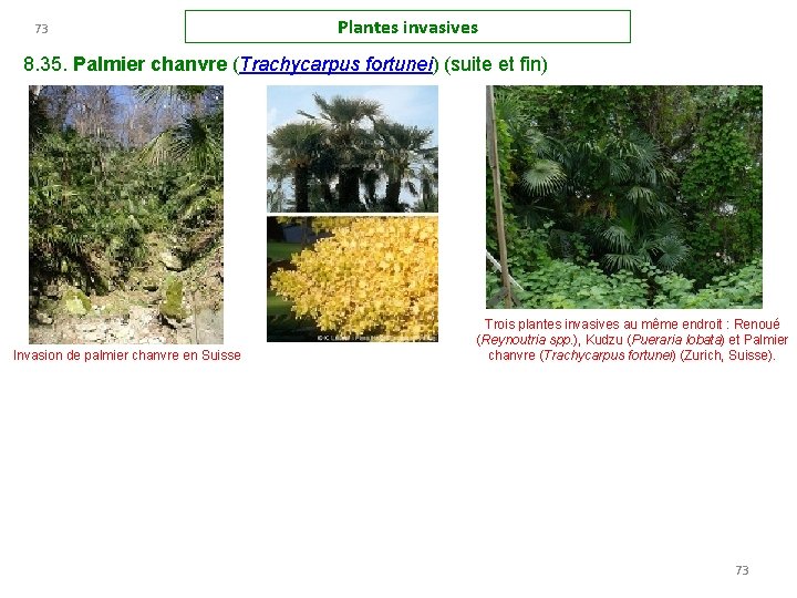 73 Plantes invasives 8. 35. Palmier chanvre (Trachycarpus fortunei) (suite et fin) Invasion de