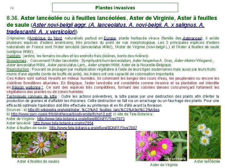 Plantes invasives 74 8. 36. Aster lancéolée ou à feuilles lancéolées, Aster de Virginie,