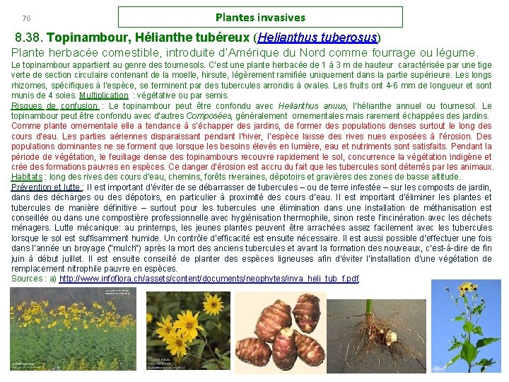 76 Plantes invasives 8. 38. Topinambour, Hélianthe tubéreux (Helianthus tuberosus) Plante herbacée comestible, introduite