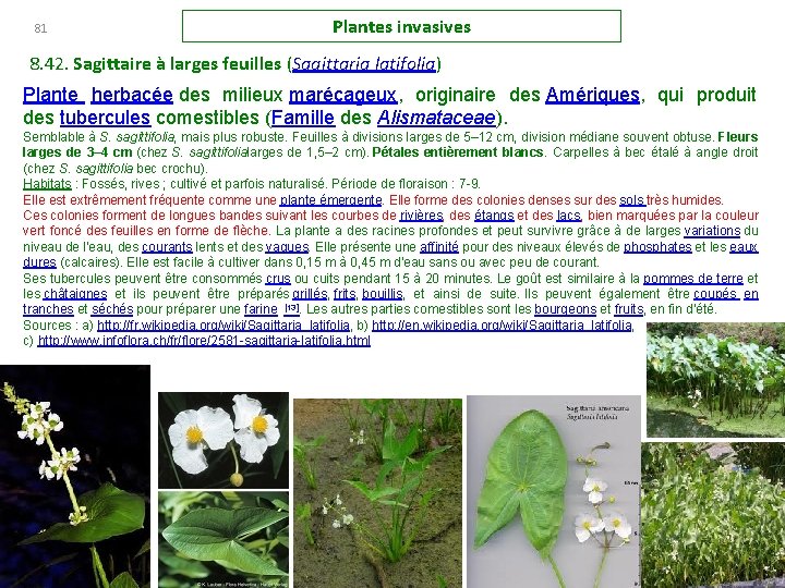 81 Plantes invasives 8. 42. Sagittaire à larges feuilles (Sagittaria latifolia) Plante herbacée des