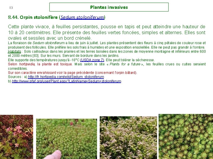 83 Plantes invasives 8. 44. Orpin stolonifère (Sedum stoloniferum) Cette plante vivace, à feuilles