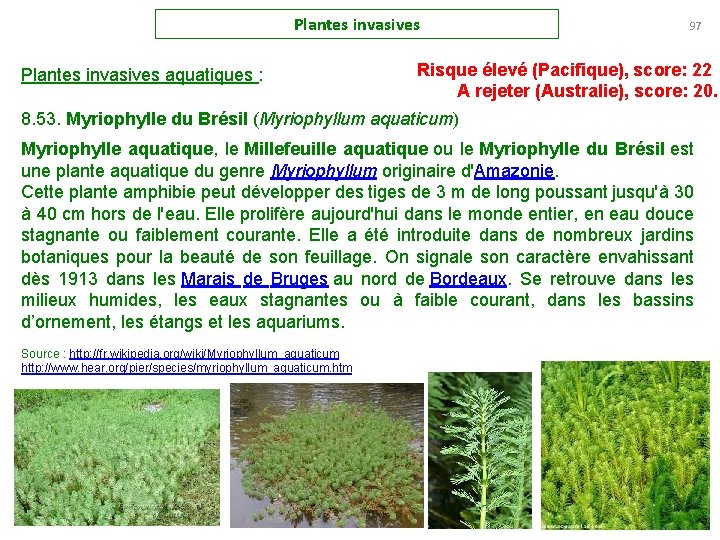 Plantes invasives aquatiques : 97 Risque élevé (Pacifique), score: 22 A rejeter (Australie), score: